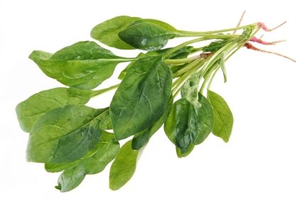 Spinach with root isolated on white background