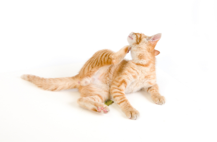 Cat Scratching Its Head