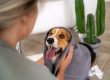 Flea Control for Pets