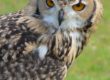 Long-eared Owl is rarely seen during daylight.