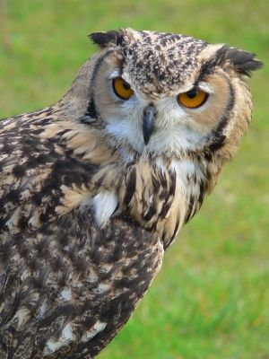Long-eared Owl is rarely seen during daylight.
