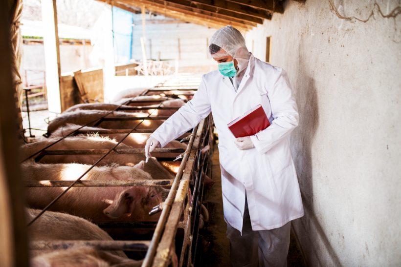 6 Myths About Swine Flu You Need to Know
