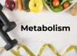 types of metabolism