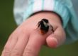 Bee sting