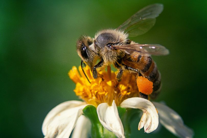 Treating Bee Stings