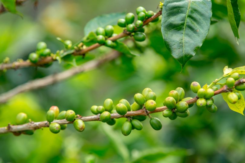 Green Coffee Extract