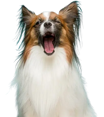 Yawning dog with white fur. Get pet meds online.
