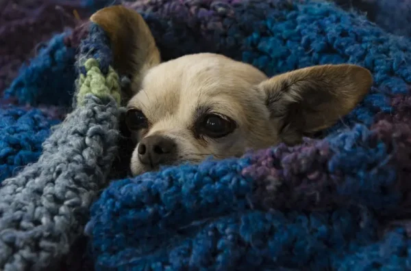 Close-up of a small chihuahua dog snuggled deep in a blue blanket, suggesting comfort and care, relevant to heartworm prevention in dogs.