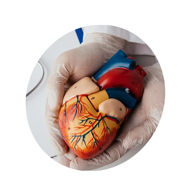 Doctor holding a clay model of heart, demonstrating Atrial Fibrillation condition