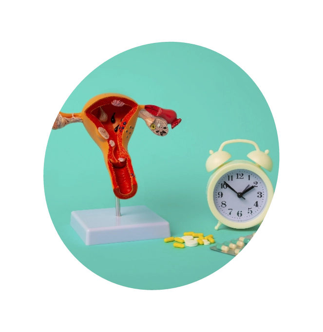 A dummy of a uterus with an alarm clock and a few Menopause pills on a green background