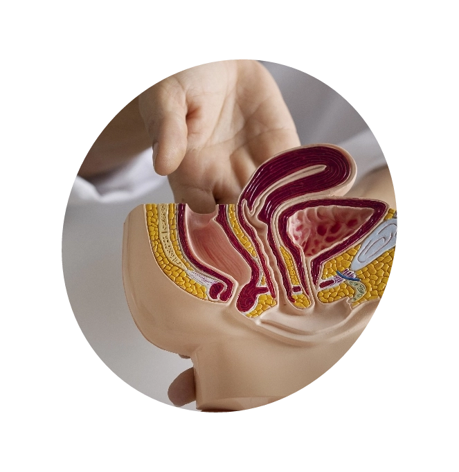 Doctor holding a clay model of prostate gland to educate about Prostate Cancer