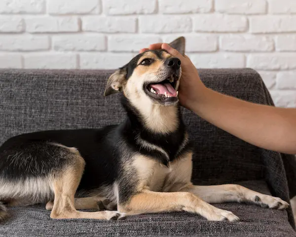 What Is the Cheapest Way to Buy Apoquel for Dogs?