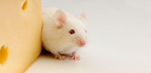 White Mouse in front of a white background